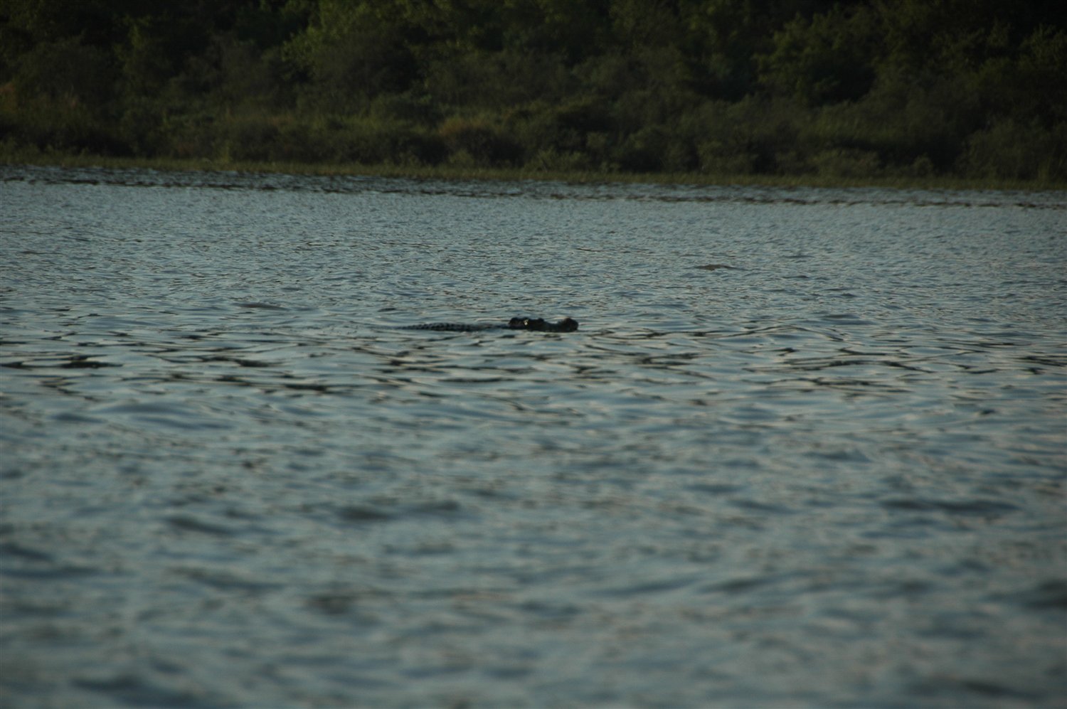 krokodyl w wodzie
